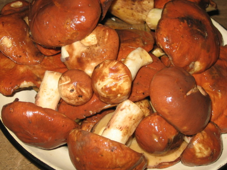 Oily mushrooms