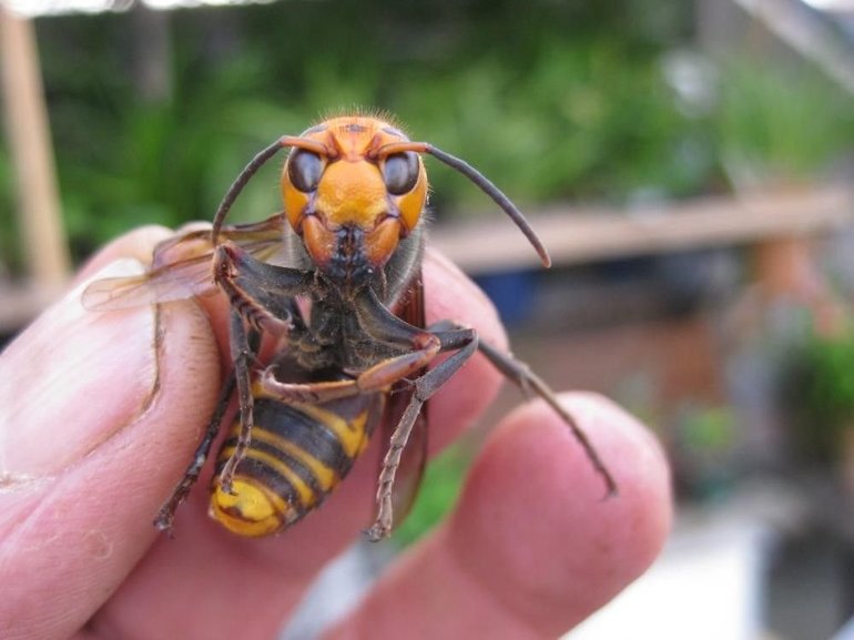 Why is a hornet dangerous for a person?