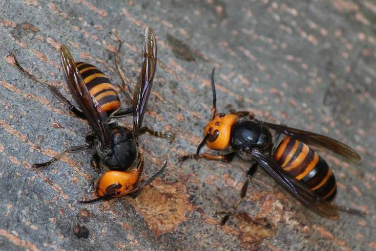 Hornets are a separate type of public wasp