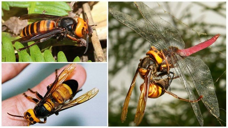 Hornets are considered predatory wasps.