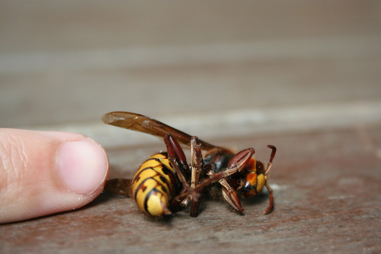If the hornet was killed during a bite,
