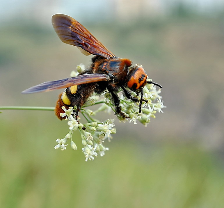 A species of wasp - scoliosis