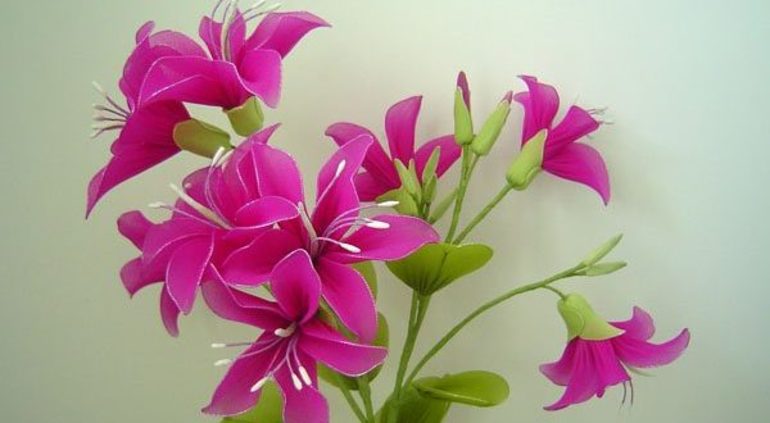 Kvety z pančucháče